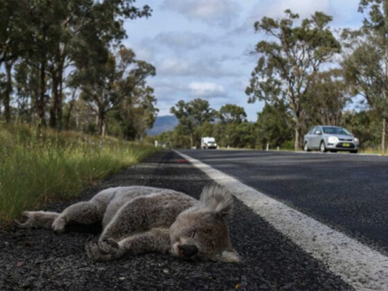 dead-koala-by-harrison-warne