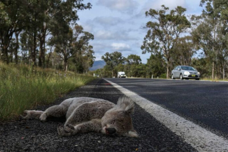 dead-koala-by-harrison-warne